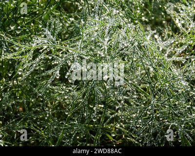 Die Regentropfen glitzern auf üppig grünem Laub Stockfoto