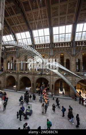 Natural History Museum, London, UK Stockfoto