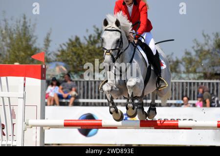 Ein wunderschönes weißes Pferd, das an einem Reitwettbewerb teilnimmt. Pferdesport verwendet Pferde als Hauptteil des Sports. Stockfoto