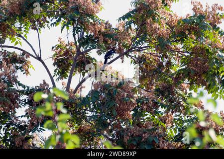 Ein wunderschöner Elstervogel, der auf einem Ailanthus-Zweig sitzt, ein weiblicher Baum, der eine schwere Ladung Samen trägt. Elpen symbolisieren Glück und Glück. Stockfoto