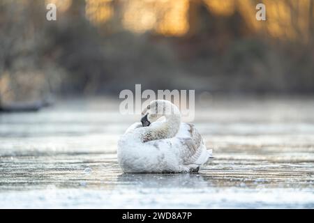 Kidderminster, Großbritannien. Januar 2024. Wetter in Großbritannien: Ein stummer Schwan sitzt geduldig auf einem Eisbecken und wartet darauf, dass er schmilzt, da die Temperaturen immer noch nahe am Gefrierpunkt liegen. Quelle: Lee Hudson/Alamy Live News Stockfoto