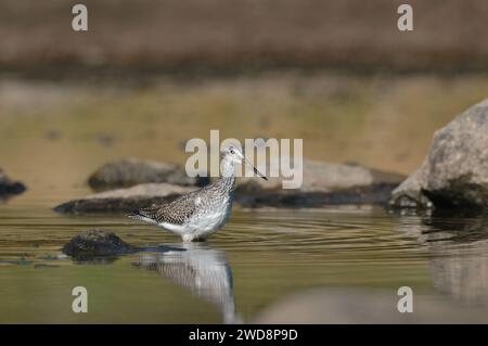 Große Yellowlegs putzen ihre Federn Stockfoto