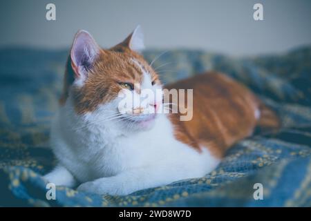 Süße Ingwerkatze, die glücklich auf dem Bett aussieht Stockfoto