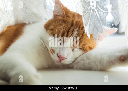 Süße Ingwer Tabby Katze, die an einem sonnigen Tag auf der Fensterbank schläft Stockfoto