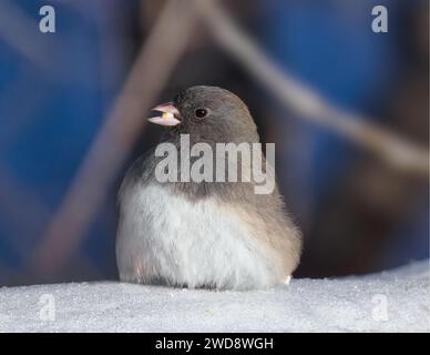 Ein Junco mit dunklen Augen, der im Schnee sitzt. Stockfoto