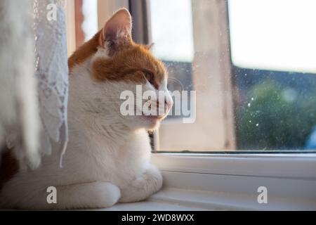Süße Ingwer-Tabby-Katze, die an einem Sommerabend aus dem Fenster schaut Stockfoto
