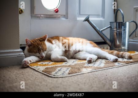 Niedliche Ingwerkatze, die seine Katzenklappe an einer rustikalen Gartentür bewacht Stockfoto