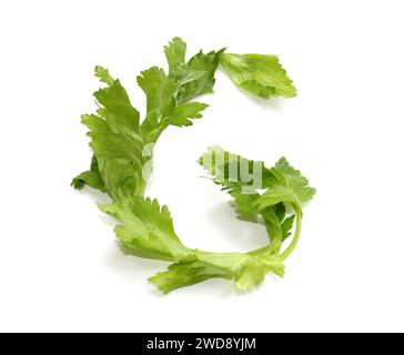 Buchstabe G von Sellerie Sticks grüne Blätter alphabetische Großbuchstaben von Gemüsesalat, für Menütext, Enzyklopädie, Kochbuch, pflanzlichen Burger Stockfoto