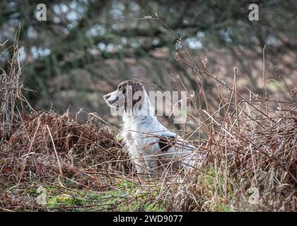 Verschiedene Bilder von arbeitenden Guindogs an einem Drehtag Stockfoto