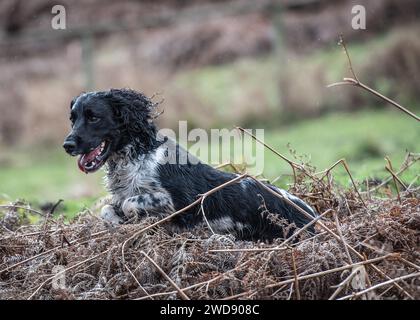 Verschiedene Bilder von arbeitenden Guindogs an einem Drehtag Stockfoto