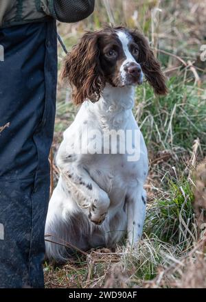 Verschiedene Bilder von arbeitenden Guindogs an einem Drehtag Stockfoto