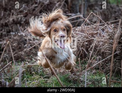 Verschiedene Bilder von arbeitenden Guindogs an einem Drehtag Stockfoto