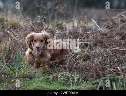 Verschiedene Bilder von arbeitenden Guindogs an einem Drehtag Stockfoto