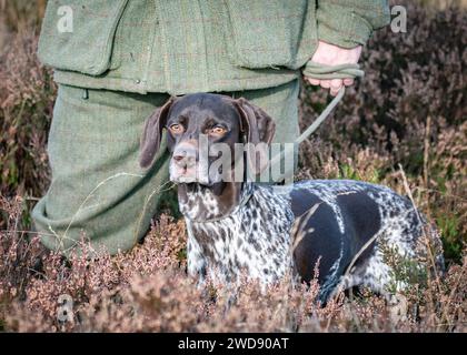 Verschiedene Bilder von arbeitenden Guindogs an einem Drehtag Stockfoto