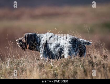 Verschiedene Bilder von arbeitenden Guindogs an einem Drehtag Stockfoto