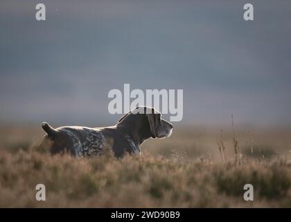 Verschiedene Bilder von arbeitenden Guindogs an einem Drehtag Stockfoto