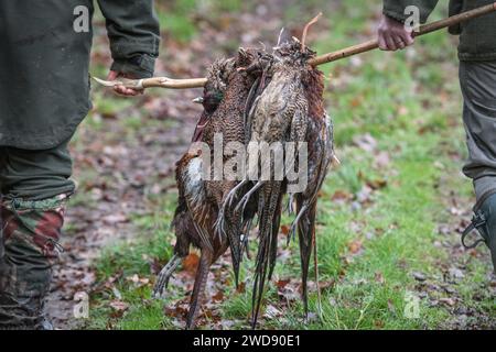 Verschiedene Bilder von arbeitenden Guindogs an einem Drehtag Stockfoto
