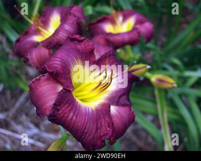 Die dramatische Hemerocallis 'Bela Lugosi' Daylily. Stockfoto