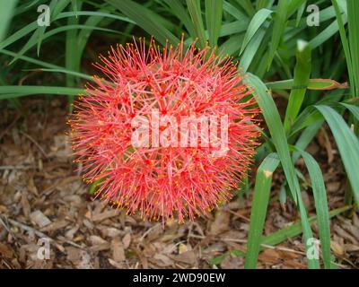 Blutlilie oder Feuerball-Lilienblüte (Scadoxus multiflorus). Heimisch in Afrika und der Arabischen Halbinsel. Stockfoto