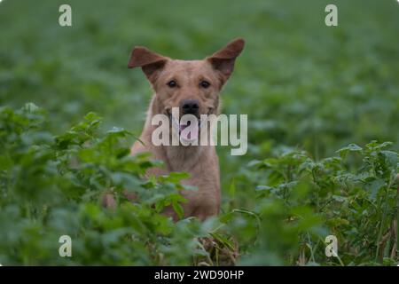 Verschiedene Bilder von arbeitenden Guindogs an einem Drehtag Stockfoto