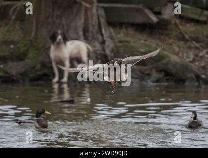 Verschiedene Bilder von arbeitenden Guindogs an einem Drehtag Stockfoto