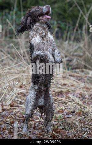 Verschiedene Bilder von arbeitenden Guindogs an einem Drehtag Stockfoto
