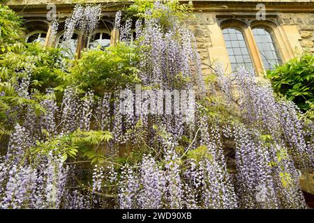 Blühende Wisteria sinensis, allgemein bekannt als die chinesischen Glyzinien Stockfoto