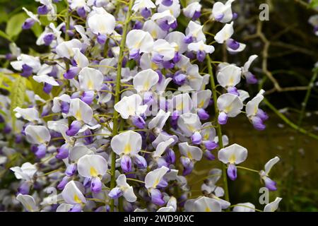 Blühende Wisteria sinensis, allgemein bekannt als die chinesischen Glyzinien Stockfoto