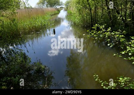 Sumpflandschaft mit Kanal im Leighton Moss Nature Reserve, Lancashire Stockfoto