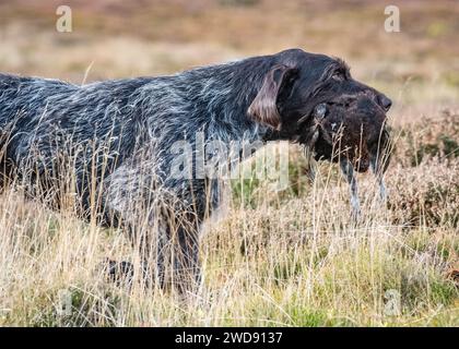 Verschiedene Bilder von arbeitenden Guindogs an einem Drehtag Stockfoto