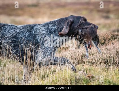 Verschiedene Bilder von arbeitenden Guindogs an einem Drehtag Stockfoto