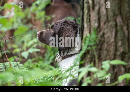 Verschiedene Bilder von arbeitenden Guindogs an einem Drehtag Stockfoto