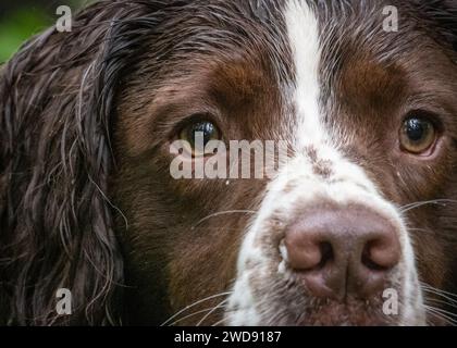 Verschiedene Bilder von arbeitenden Guindogs an einem Drehtag Stockfoto