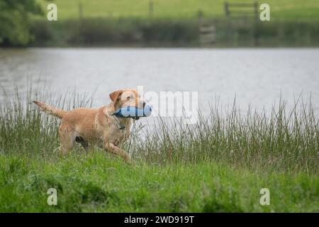 Verschiedene Bilder von arbeitenden Guindogs an einem Drehtag Stockfoto