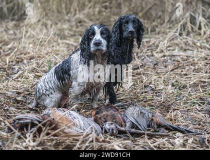 Verschiedene Bilder von arbeitenden Guindogs an einem Drehtag Stockfoto