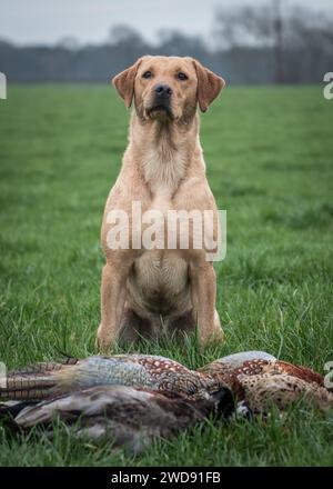Verschiedene Bilder von arbeitenden Guindogs an einem Drehtag Stockfoto