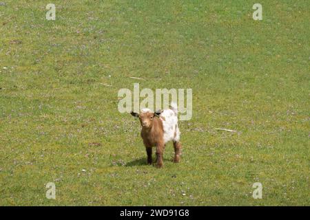 Porträt der braun-weißen jungen Zwergziege auf der Wiese, Niederlande Stockfoto