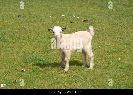 Porträt der jungen Zwergziege auf der Wiese mit Blick auf die Kamera, Niederlande Stockfoto