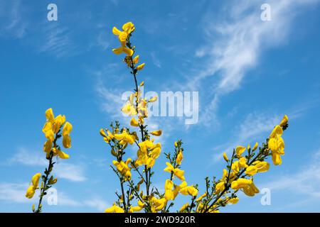 Blühende Äste des Ginsens, Cytisus scoparius, mit gelben Blüten gegen blauen Himmel, Niederlande Stockfoto