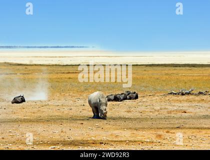 Ein weißes Nashorn auf der Ebene mit einer Herde ausruhender Wildebesst im Hintergrund am Salvadora Waterhole im Etosha Nationalpark, Namibia Stockfoto