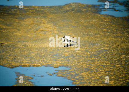 Der weiße Bachstelz ernährt sich von Fliegen auf einem Teppich aus grünen Fadenalgen. Eutrophierung eines Reservoir. Am Anfang der biologischen Verschmutzung gibt es das Stockfoto