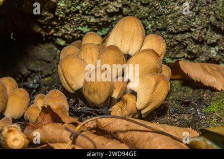 Glimmerkappe – Coprinellus micaceus Stockfoto