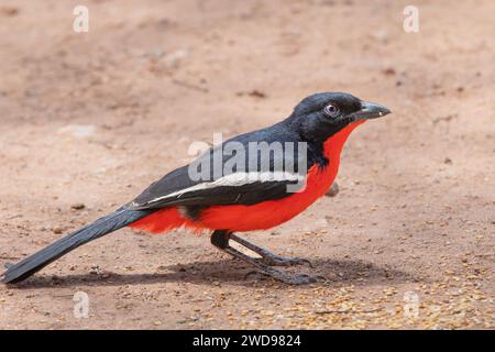 Eine auffällig farbige Karmesinbrustkrebse (Laniarius atrococcineus), auch bekannt als Karmesinbrustgonolek, die in Zentral-Namibia zu sehen ist. Stockfoto