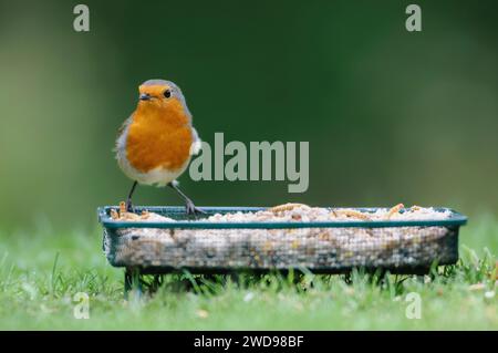 Europäischer robin Erithacus rubecula, auf Gitterboden-Futtertablett auf Gartenrasen, Oktober. Stockfoto