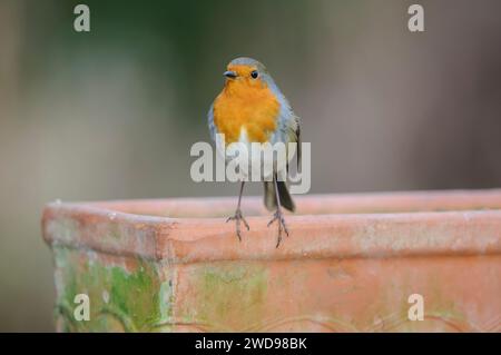 Europäischer robin Erithacus rubecula, auf Pflanzentrog im Garten, Februar. Stockfoto