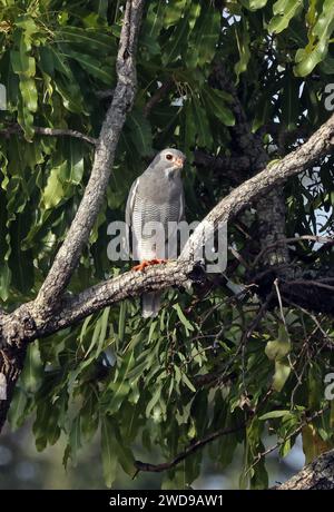 Eidechsenbussard (Kaupifalco monogrammicus monogrammicus), Erwachsener im Tree Mole National Park, Ghana, Afrika. November Stockfoto