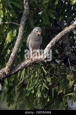 Eidechsenbussard (Kaupifalco monogrammicus monogrammicus), Erwachsener auf einem Baum mit Blick auf den Mole National Park, Ghana, Afrika. November Stockfoto
