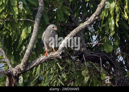 Eidechsenbussard (Kaupifalco monogrammicus monogrammicus), Erwachsener im Tree Mole National Park, Ghana, Afrika. November Stockfoto