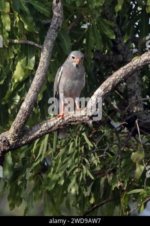 Eidechsenbussard (Kaupifalco monogrammicus monogrammicus), Erwachsener im Tree Mole National Park, Ghana, Afrika. November Stockfoto