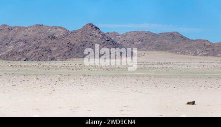 Einsames wildes Pferd auf Sand und Dikwillem Gebirge in der Wüste Naukluft, erschossen im hellen Licht des späten Frühlings nördlich von Garub, Namibia, Afrika Stockfoto